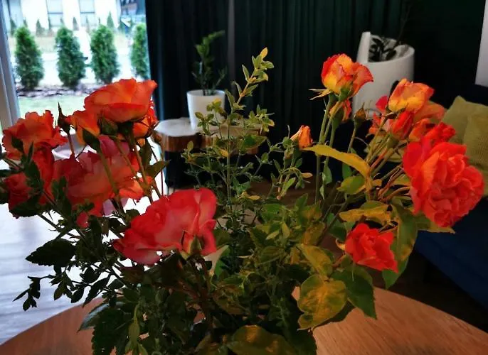 Open'er Festival- Nadmorski Apartament